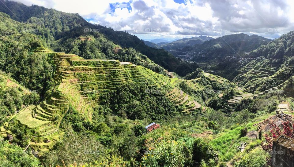 Rice fields