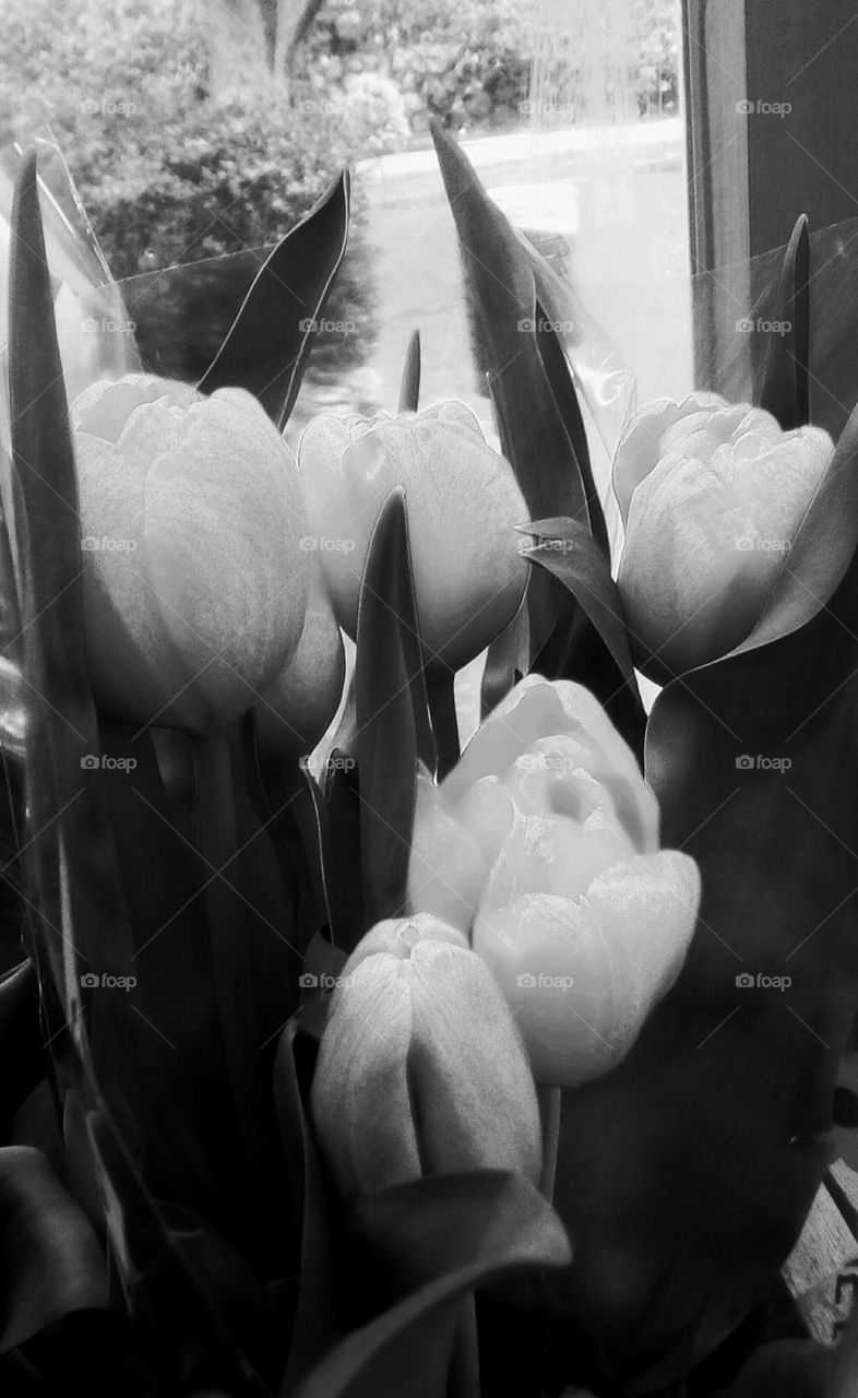 Bouquet of blooming white tulips in closeup.The image is in monochrome.