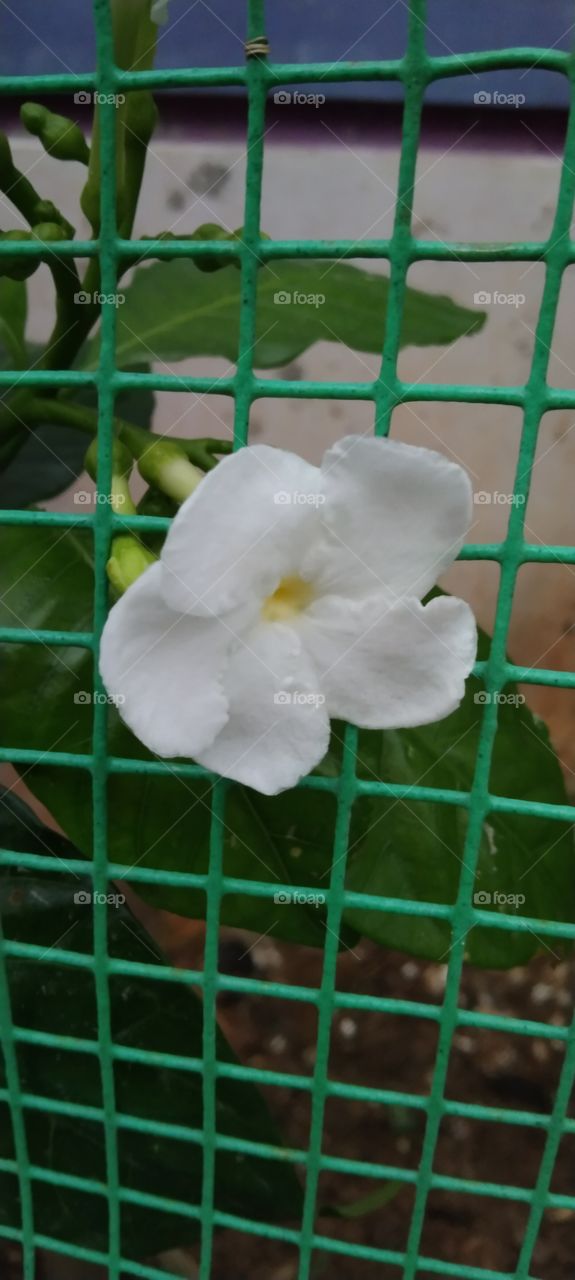 flower (prison)