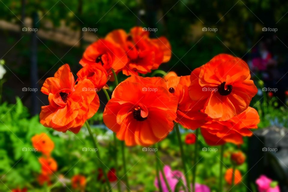 Remembrance red poppies