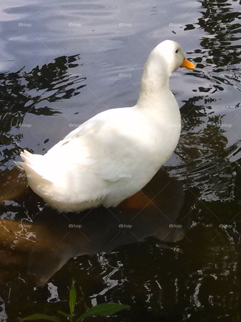 Duck