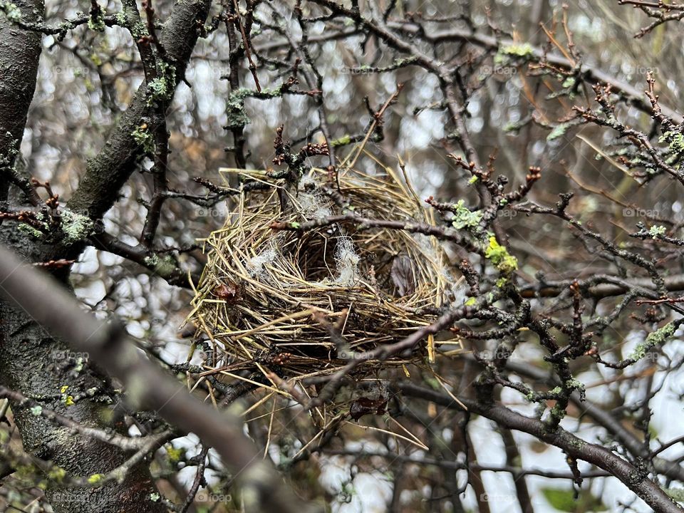 Birds nest