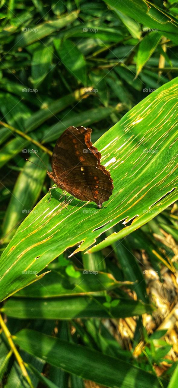 Junonia hedonia the brown pansy chocolate pansy brown soldier or chocolate argus.