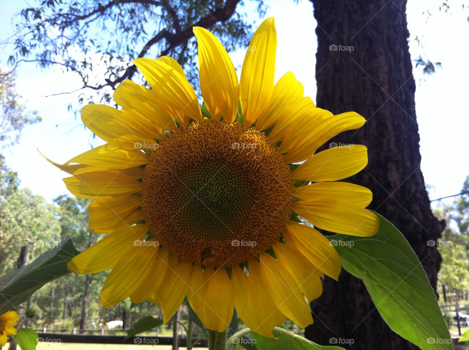 Sun flower