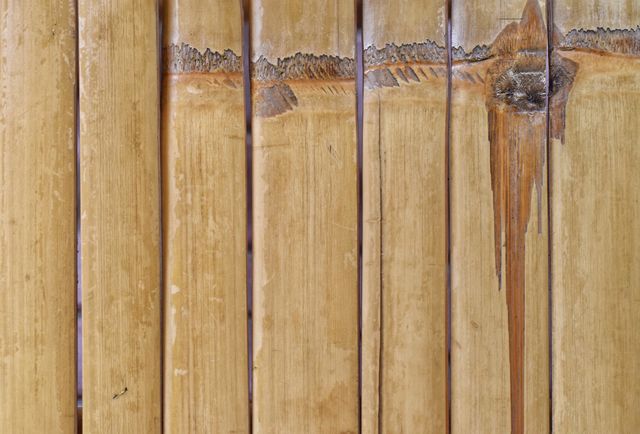 bamboo  background
