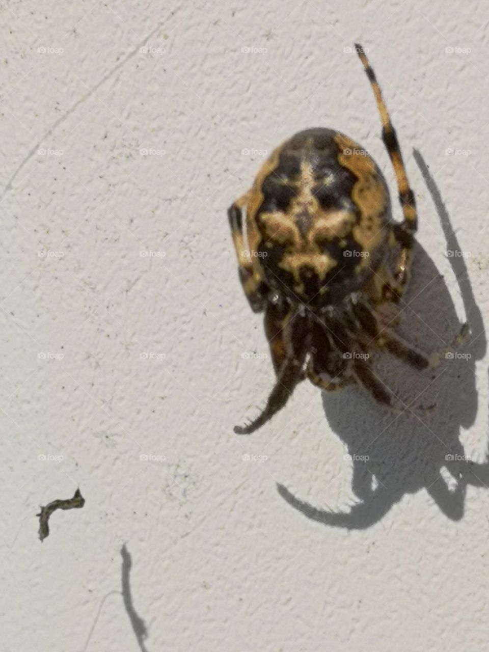 Spider resting on a web