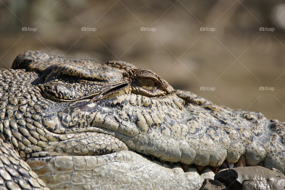 Salt water crocodile 