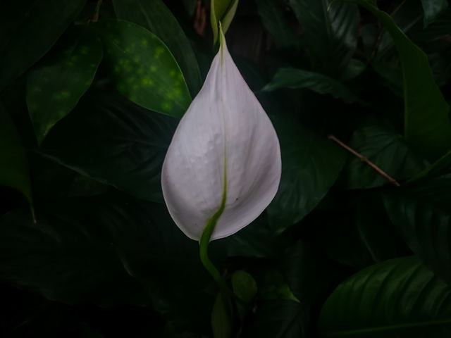 peace lily