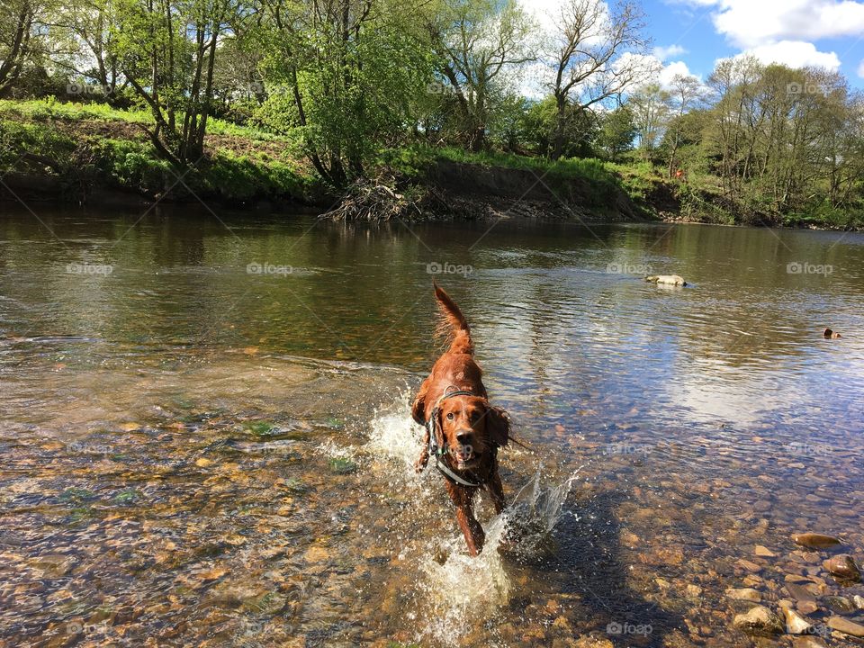 Third photo from a set of three ... happy Wuinn playing in the river ... enjoying his daily exercise at the river 