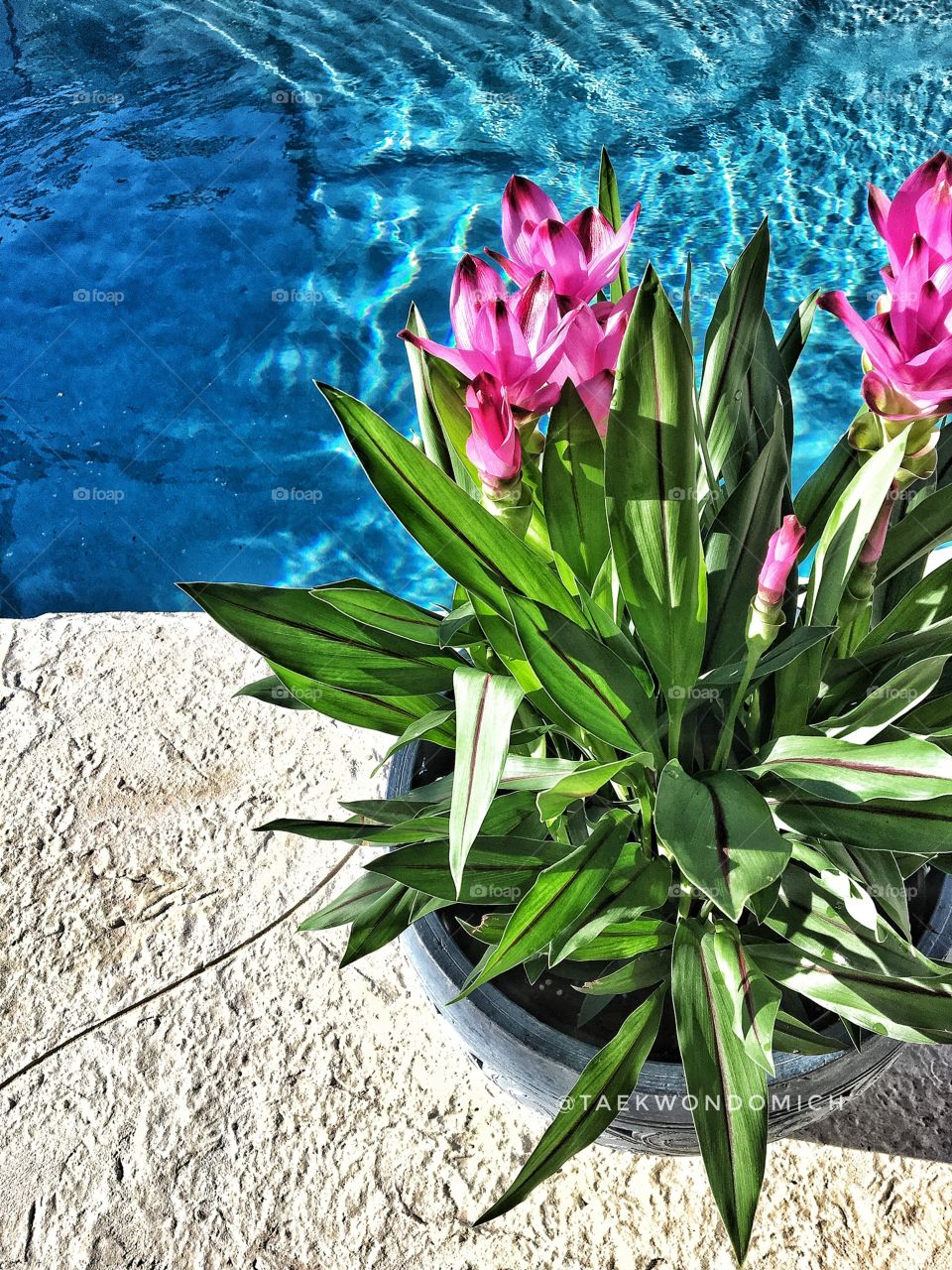 Just beautiful pink flowers in a pot by the pool in the morning sun. 