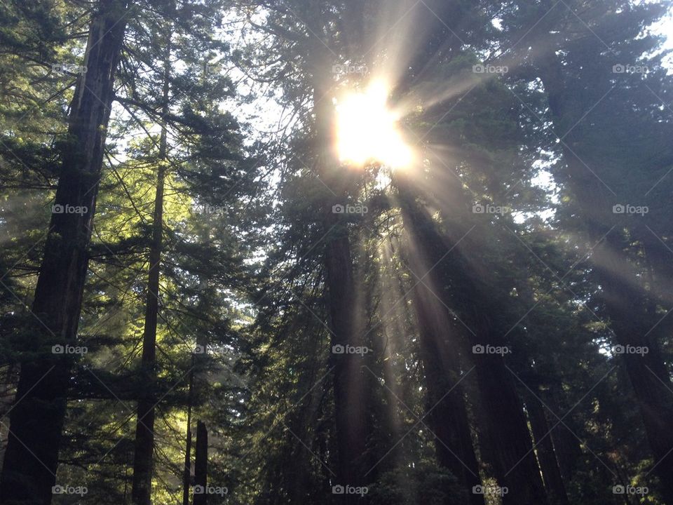 sun trees park california by chris.johndrow