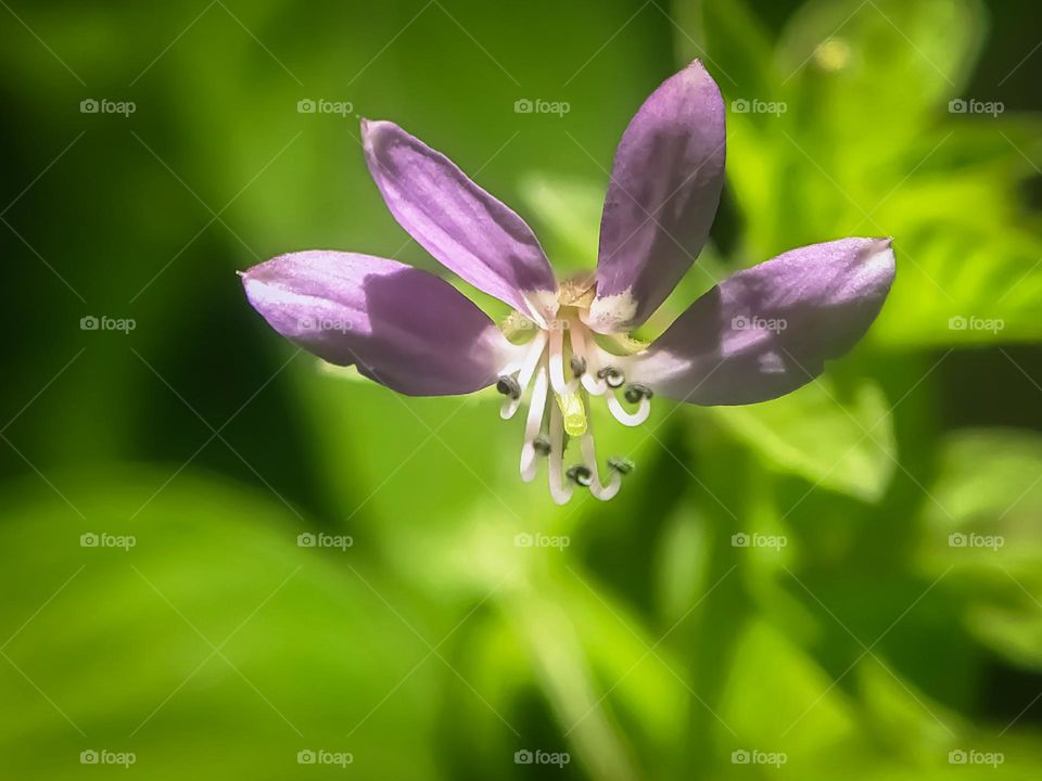 Flowers are purple.