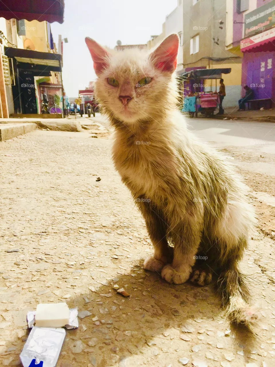 Hero cat 