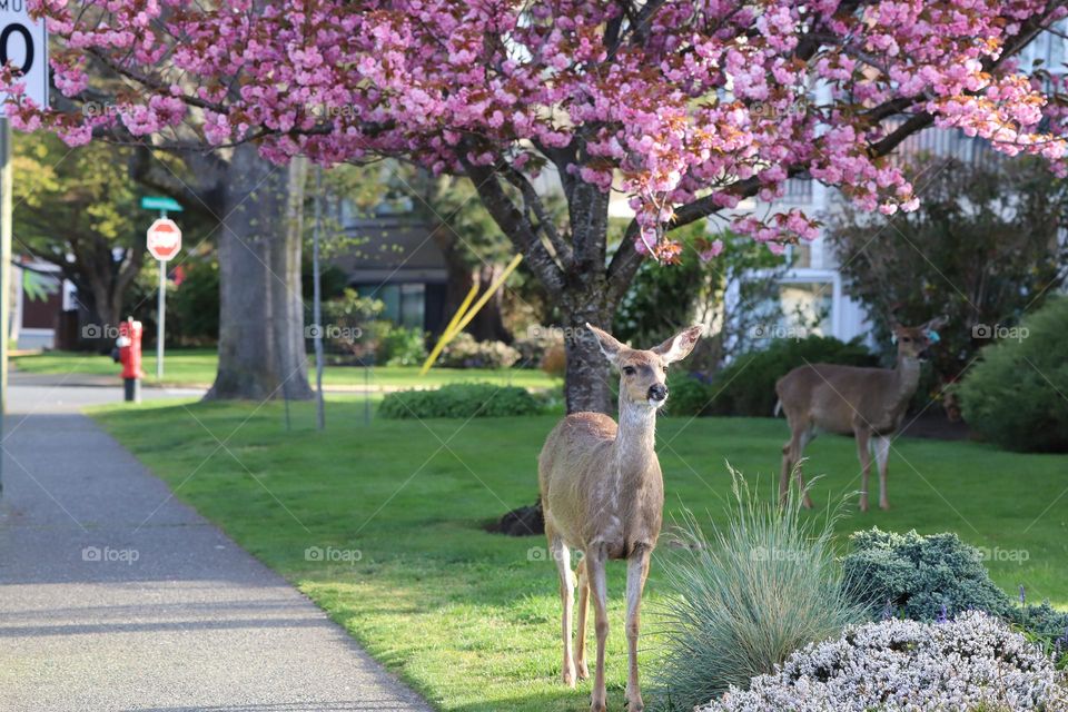 Deer in front yard