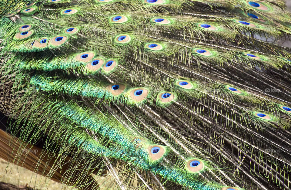 Peacock feathers