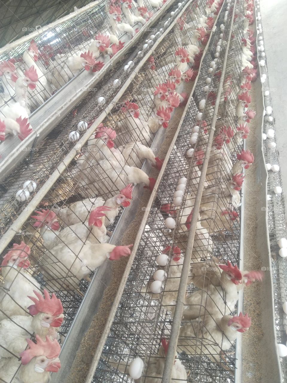 poultry layer farm birds
