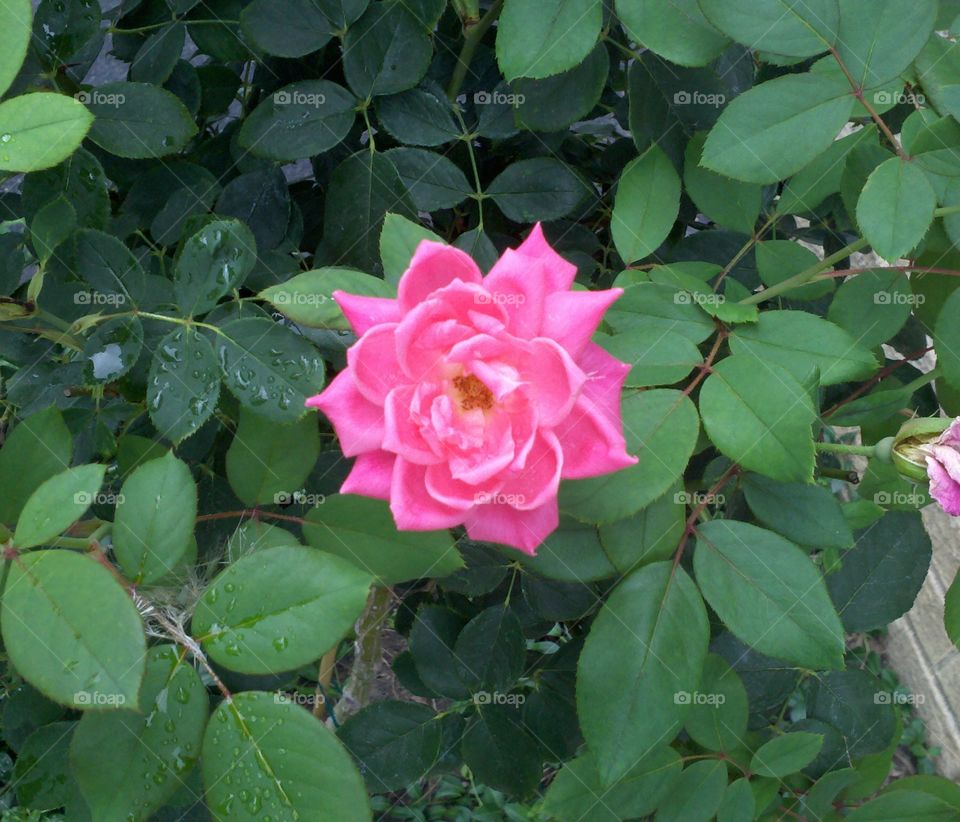 Rose's in bloom