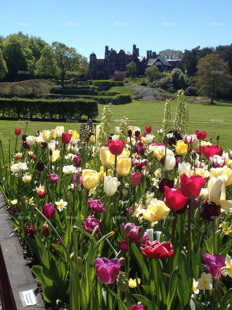 Blooming flowers agains castle