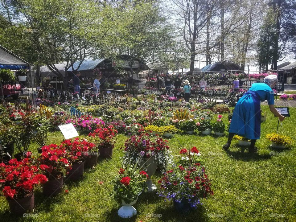 the Amish market