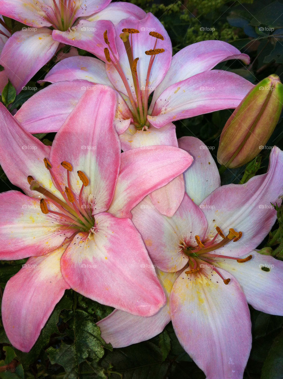 sweden pink flower hägersten by brazilfemale