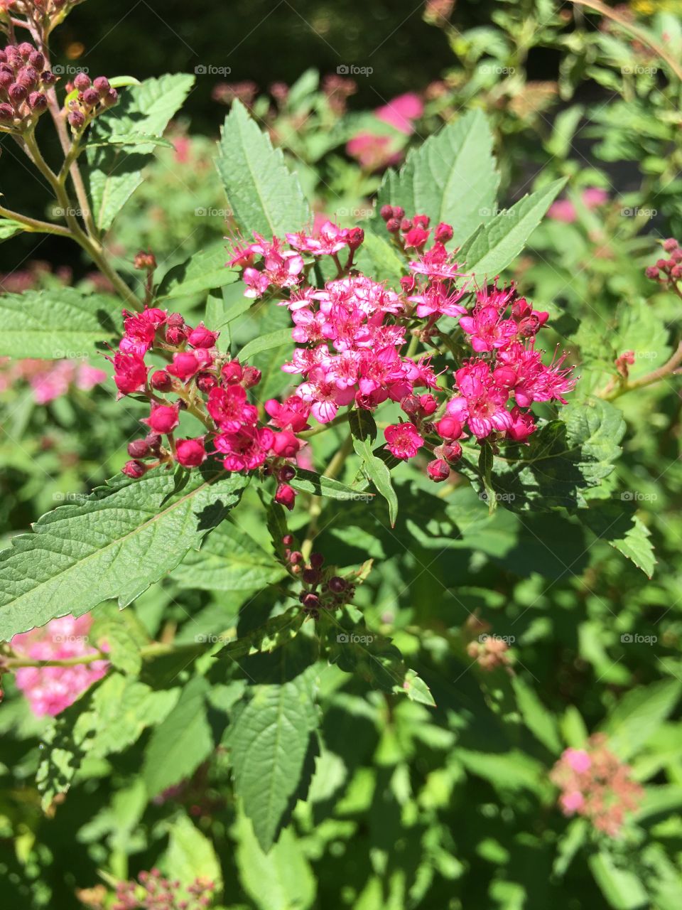 Different shades of pink