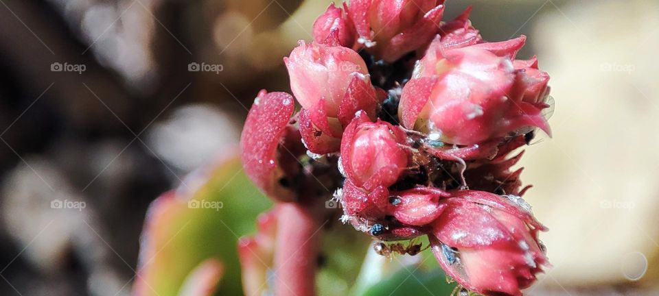 Widow's thrill- with ants and bugs