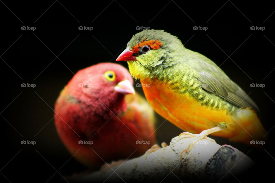 Two pretty birds sitting on a branch