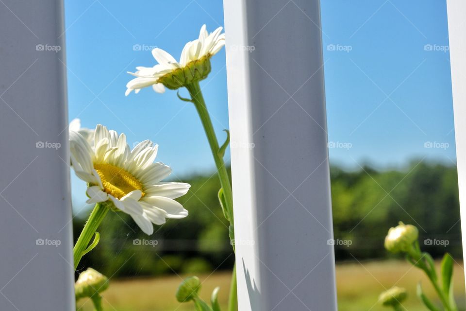 Daisies 