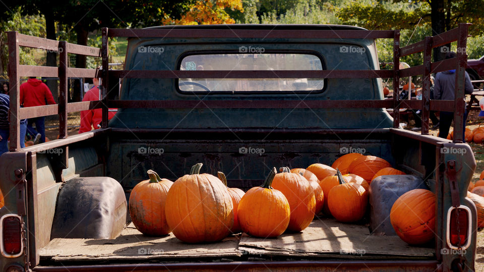 You know autumn is here when pumpkins started rolling up on trucks and people gather at farms to pick the best ones!