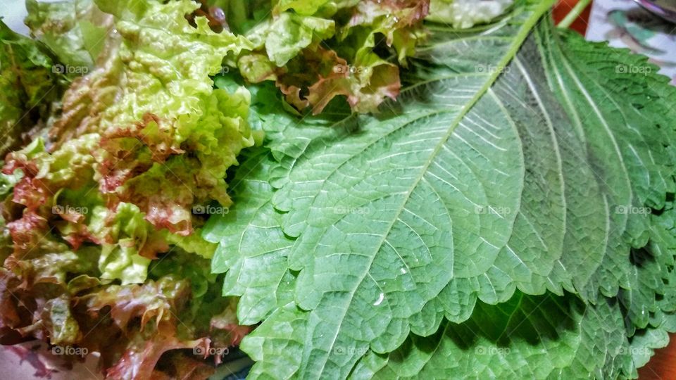 Perilla and lettuce leaves; a good salad accompaniment to any meal. Perilla frutescens is also known as Shiso in Japanese, where it is also commonly used its cuisine.