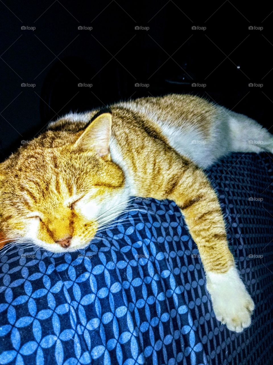 Orange Tabby Cat sleeping on the edge of a blue bed