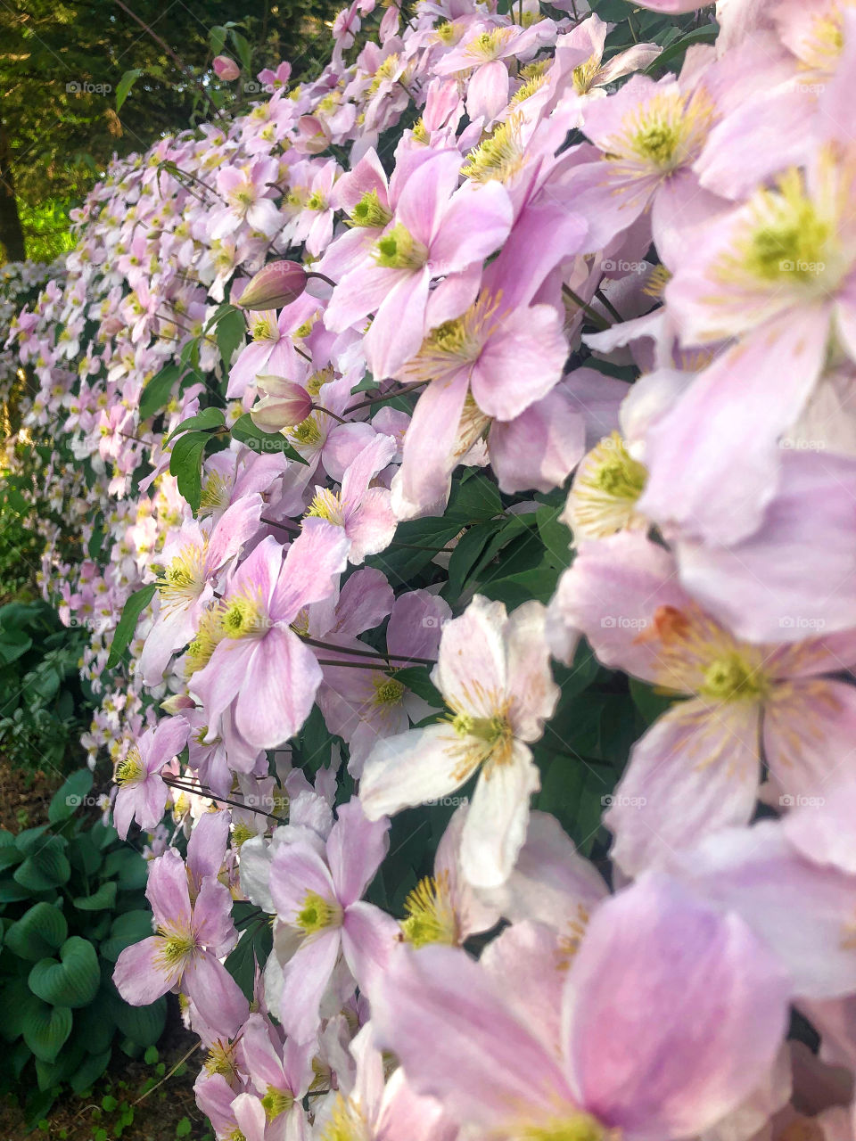 Beautiful pink wall of flowers 
