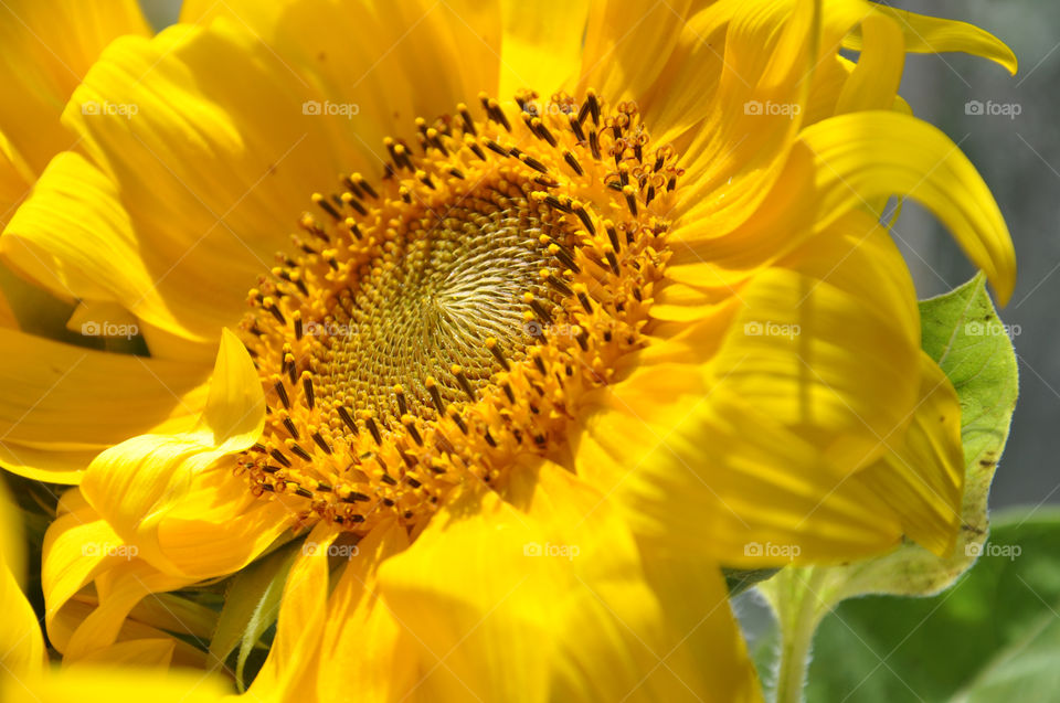 bright sunflower