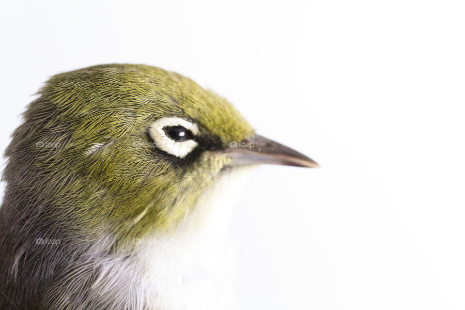 White eye Finch Bird