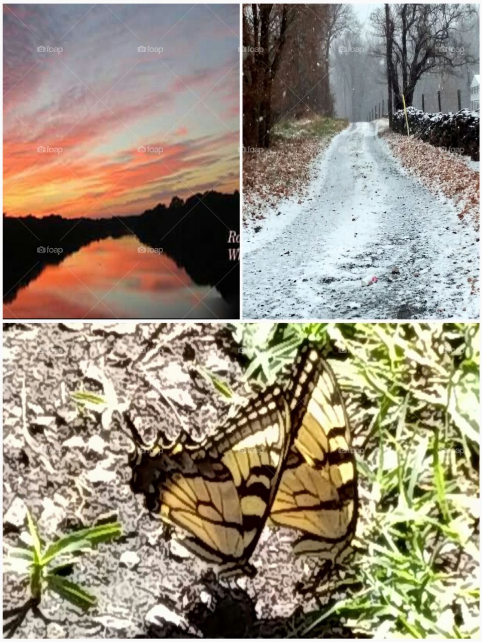 Nature, Outdoors, Season, Butterfly, Summer