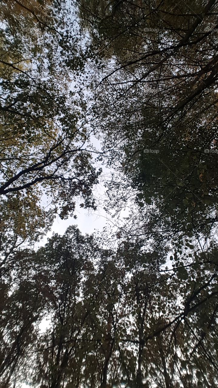 Somewhere in the forest