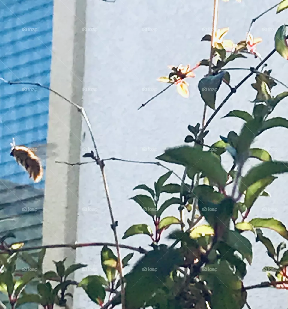 California orange teddy bear bee