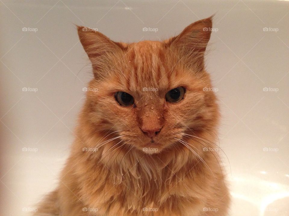 A wet cat