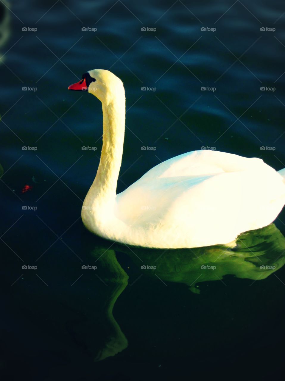 Swan in the pond at Versailles