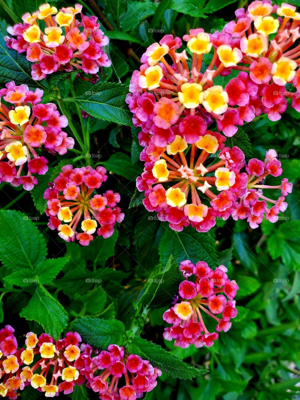 A beautiful mix of colors in these flowers that grow brilliantly in the desert sun