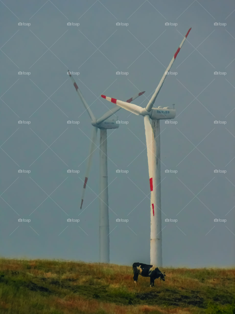 Electricity source or energy source that is skyscraper windmills on top of hill with grazing cattle.
