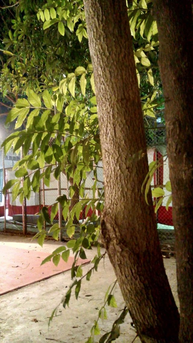 Hidden Branches