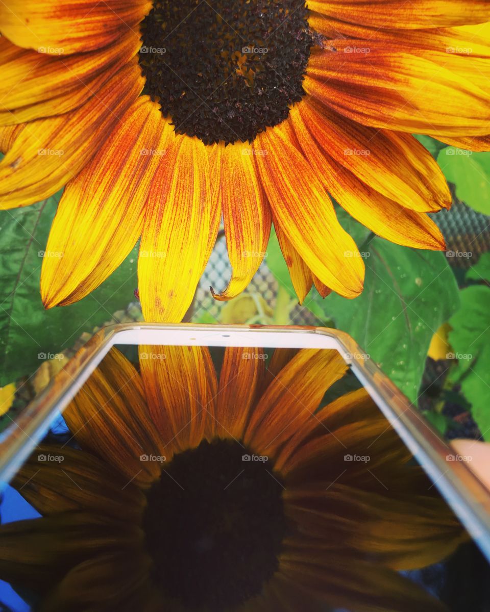 Sunflower 