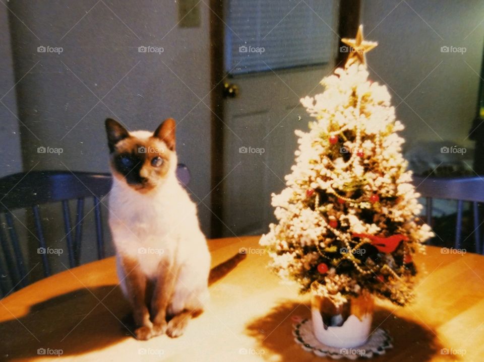 Bluepoint Siamese Cat sitting next to table top Christmas Tree.  The photo is lit from above showing her color markings. Family pet kitty looking at camera.