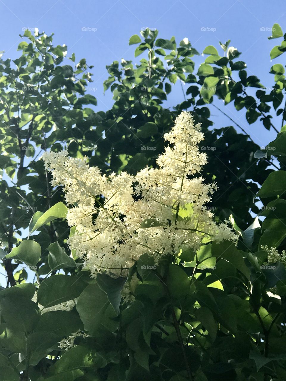 White lilac shining bright in the sun