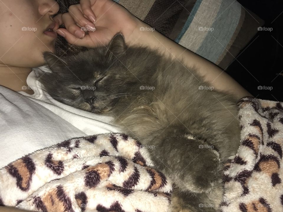 Fluffy comfy kitty 