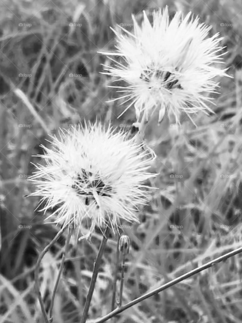 Black and white photo of two dandelions blowing in the breeze. 