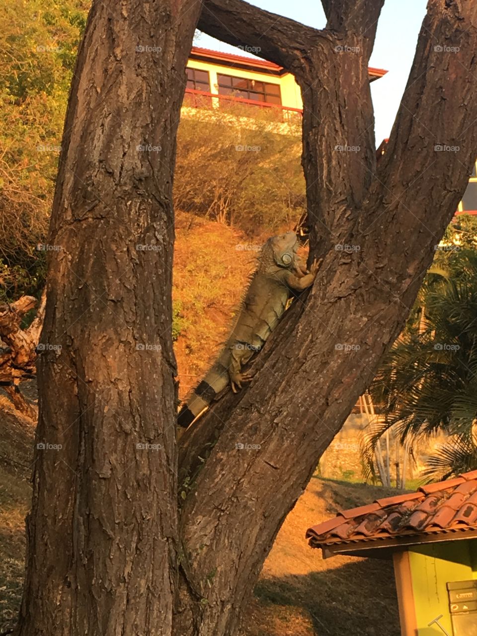 Iguana in Costa Rica 