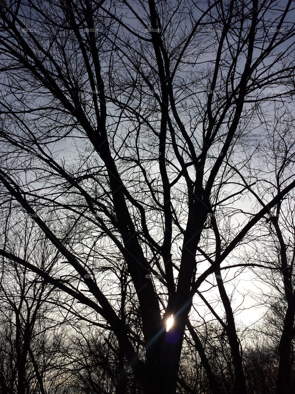 March Woodland Views