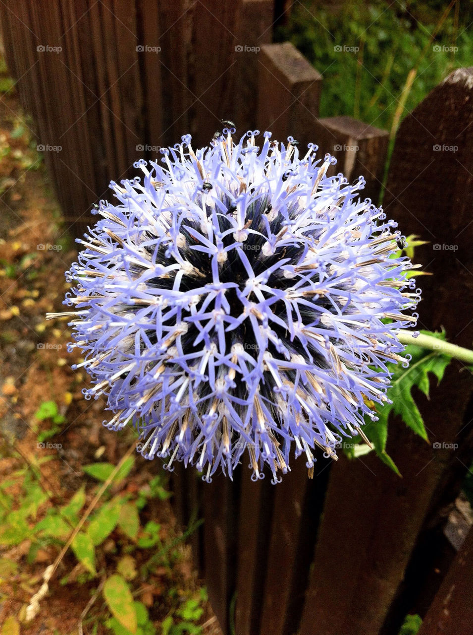 nature flower blue fence by carincharlotte
